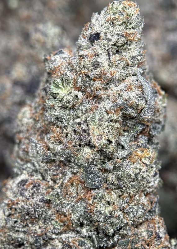 Your First Love indica cannabis flower with a frosted surface 7
